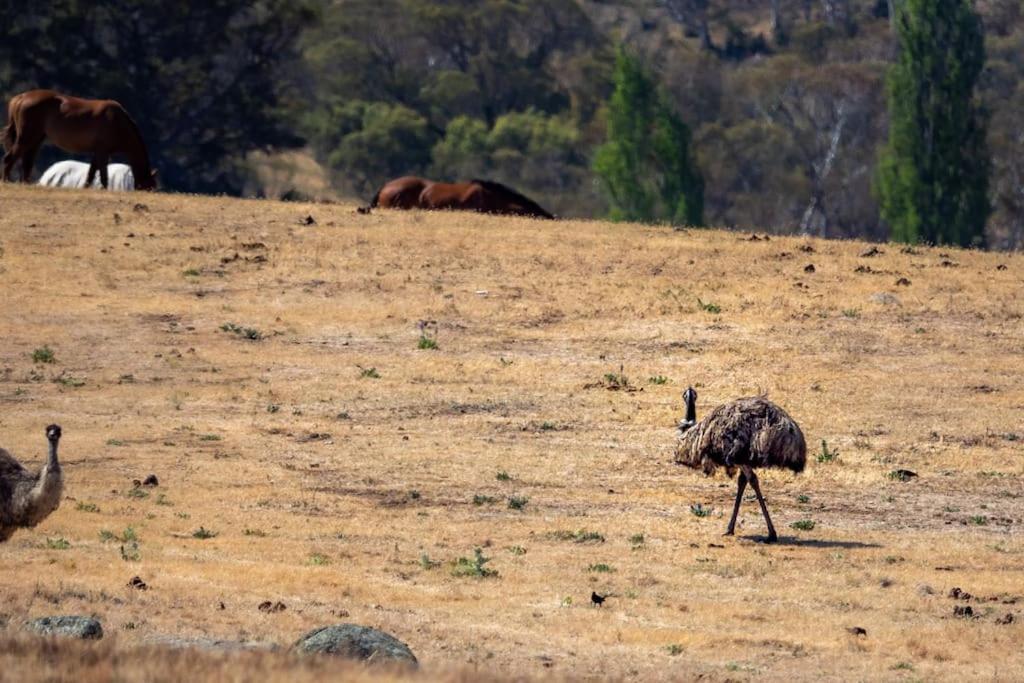 Big Yard Escapes - Two Off-grid Tiny On The Mowamba River Campsite