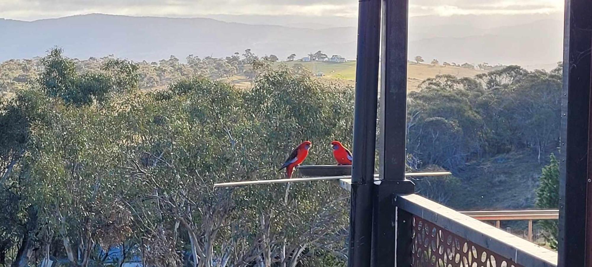 The Ponderosa Cabin. Apartment Jindabyne