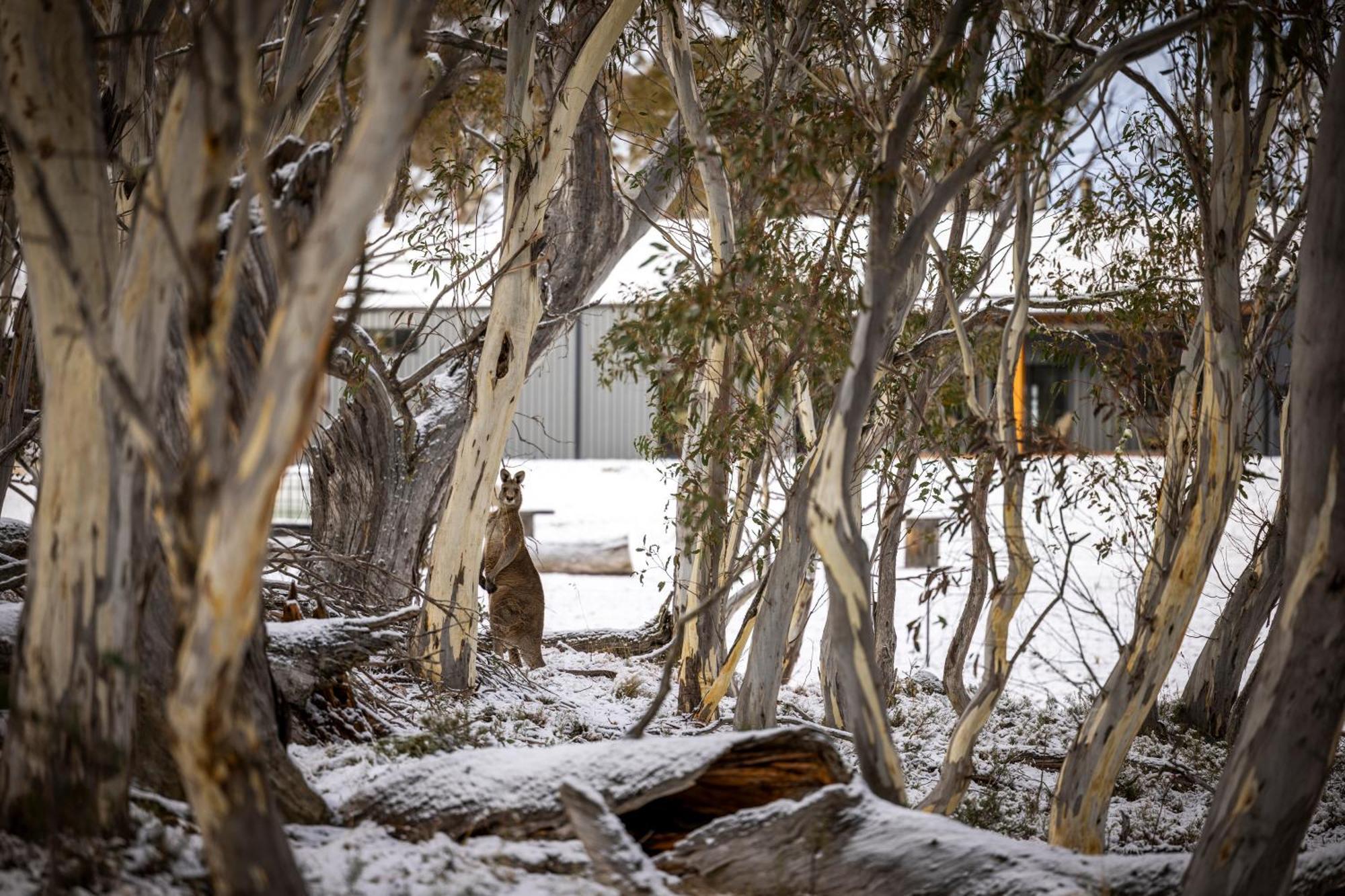 Big Yard Escapes - Two Off-grid Tiny On The Mowamba River * Jindabyne