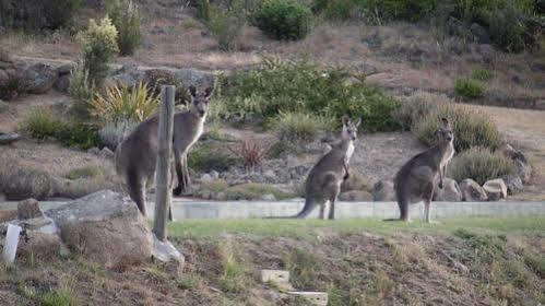 Mowamba River Apartment Jindabyne
