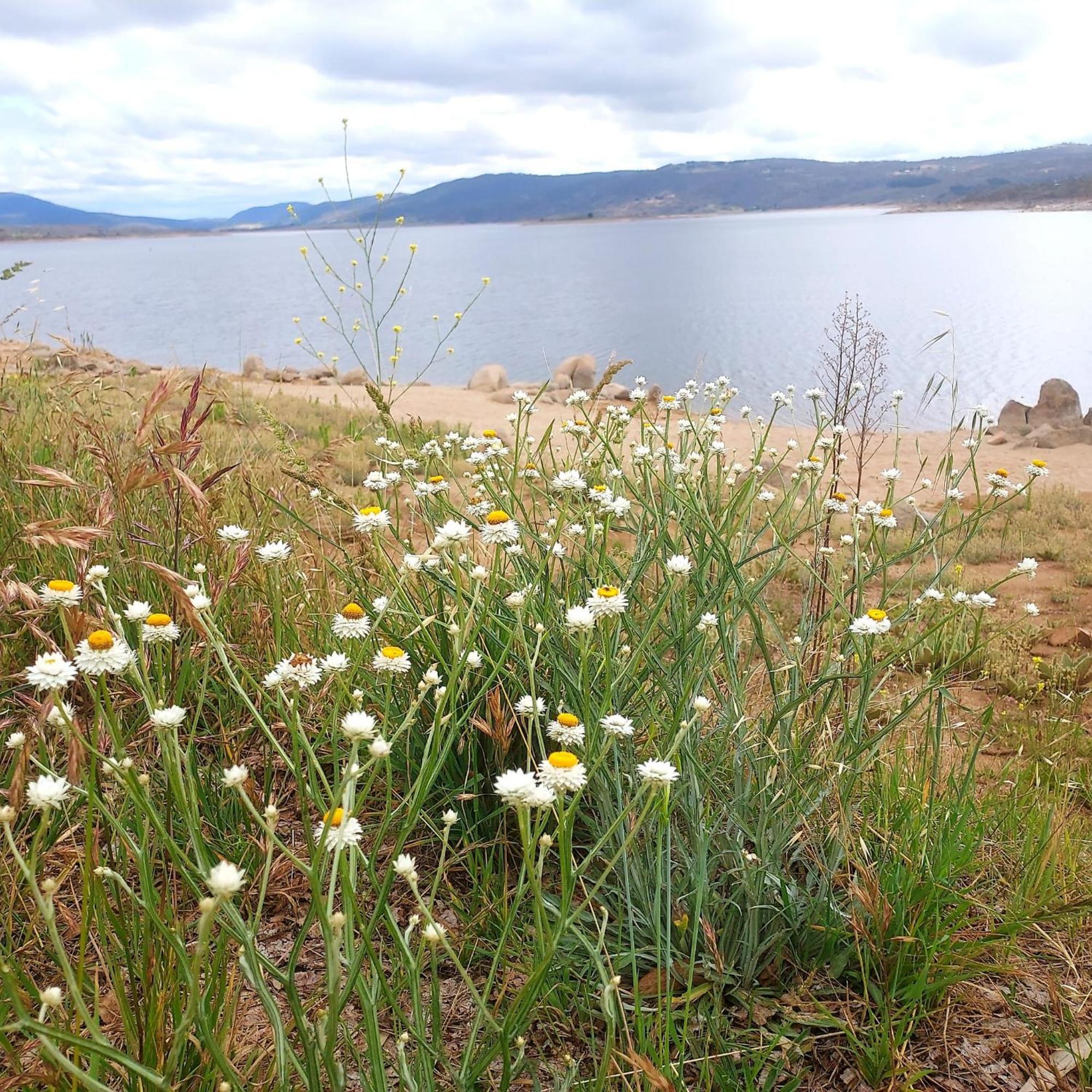 Luxury 5 Bedroom - Sentinel - Snowy Mountains - Jindabyne