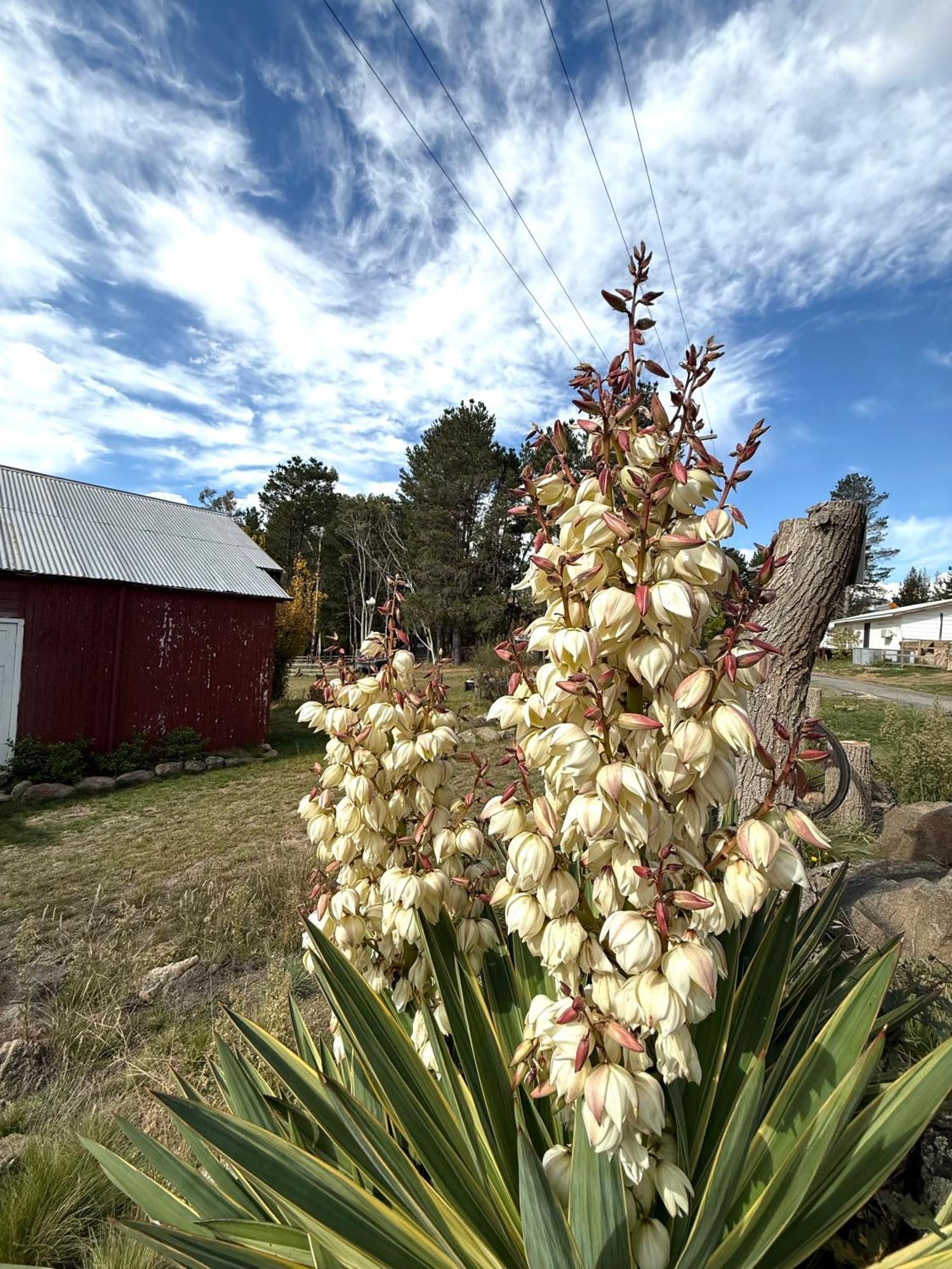 Lodge Carinya Village Jindabyne