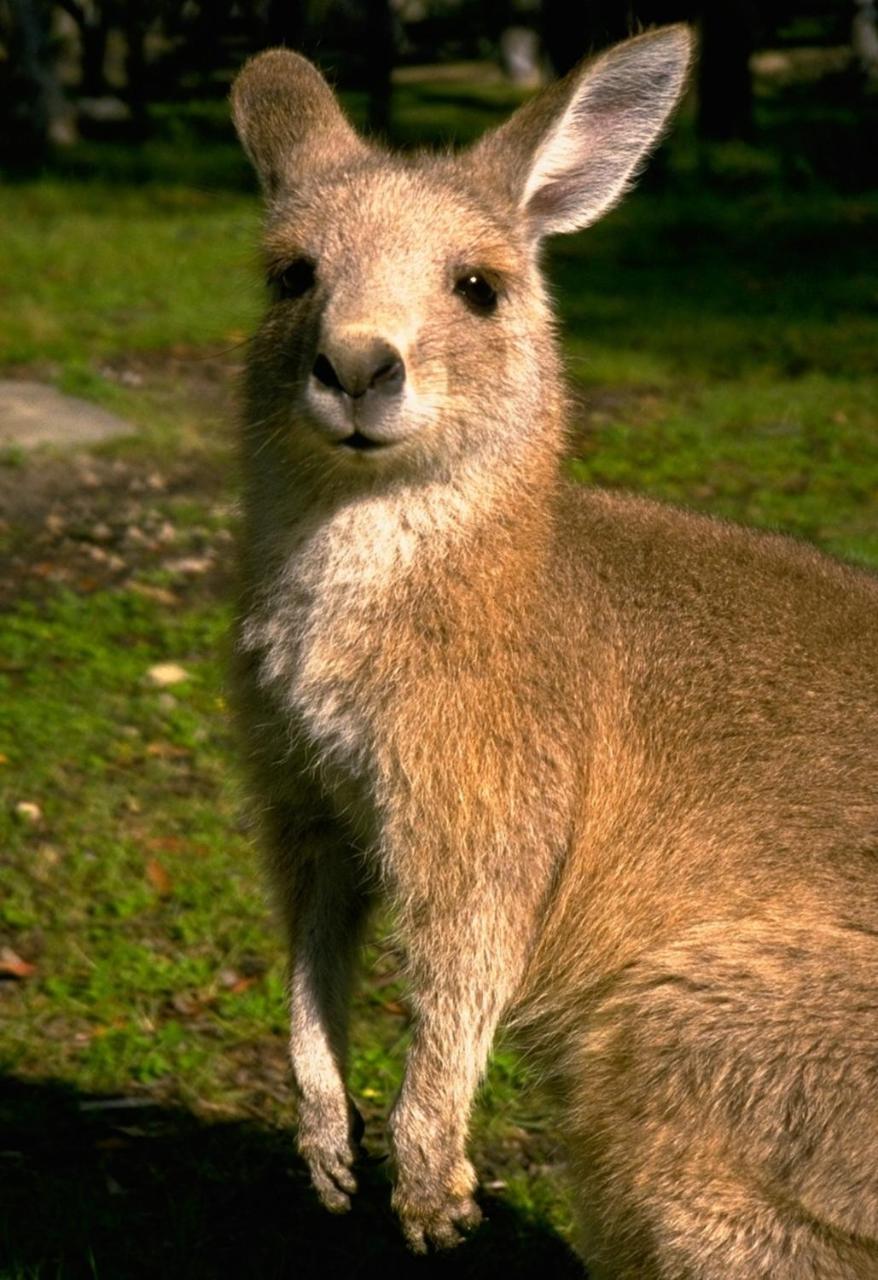 Kosciusko Tourist Park Jindabyne